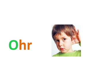 Ohr
 