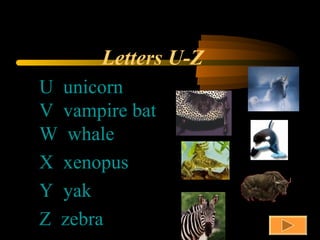 Letters U-Z U  unicorn V  vampire bat W  whale X  xenopus Y  yak Z  zebra 