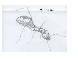 a   is for   ant
 