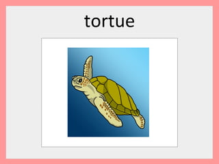 tortue