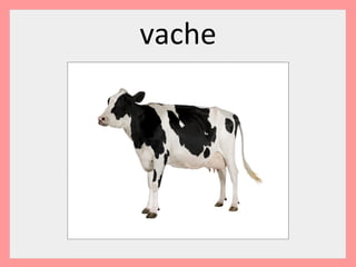 vache