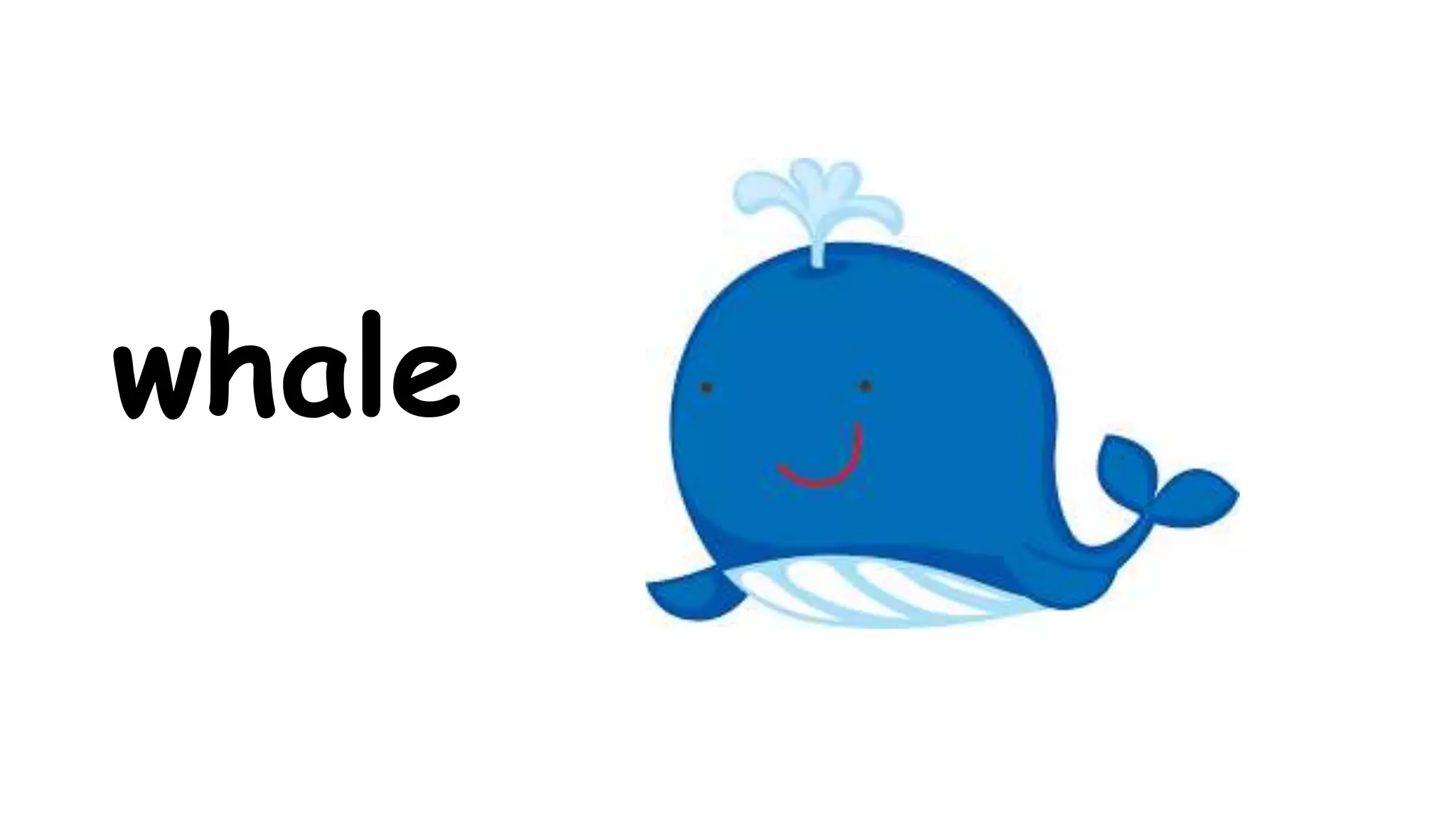 whale