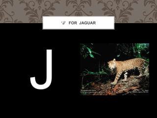 J FOR JAGUAR
 