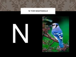 N FOR NIGHTANGLE
 