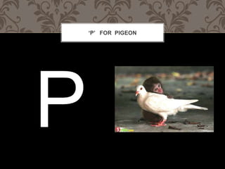 P FOR PIGEON
 