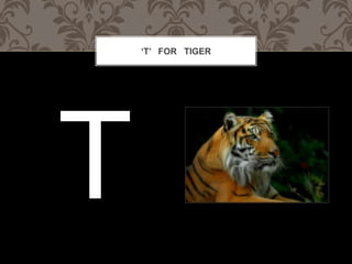 T FOR TIGER
 