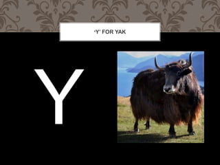 Y FOR YAK
 