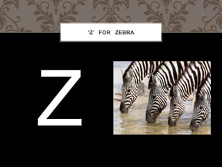 Z FOR ZEBRA
 