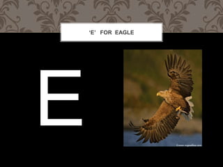 E FOR EAGLE
 