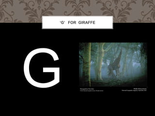 G FOR GIRAFFE
 