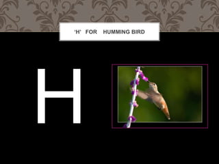 H FOR   HUMMING BIRD
 