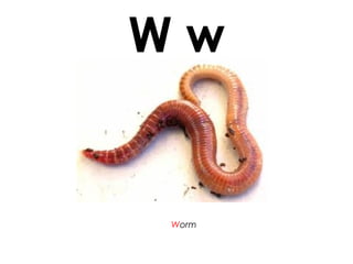 W w
Worm
 