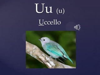 Uu (u)
Uccello
 
