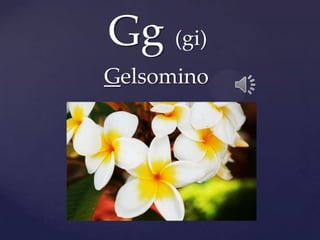 Gg (gi)
Gelsomino
 