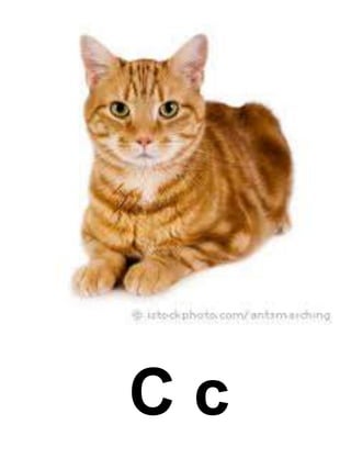C c