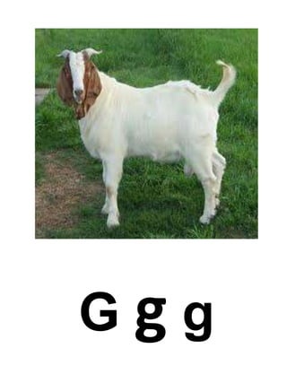 G g g