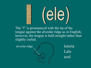 The “l” is pronounced with the tip of the
tongue against the alveolar ridge as in English;
however, the tongue is held straight rather than
slightly curled.
alveolar ridge lotería
Lalo
azul
 