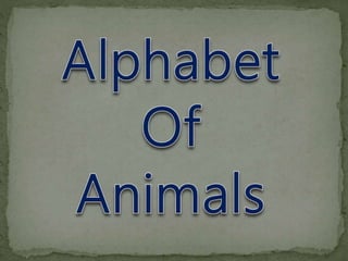 Alphabet of Animals 