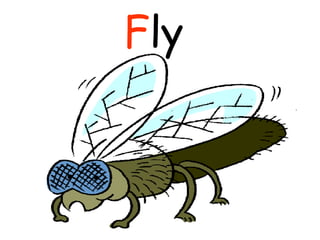 F ly  