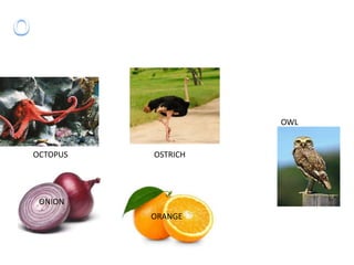 OCTOPUS OSTRICH
ONION
ORANGE
OWL
 