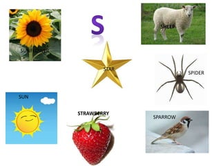SUNFLOWER
SUN
STAR
STRAWBERRY
SPARROW
SPIDER
SHEEP
 
