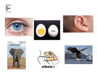 EYE
EGG
EAR
ELEPHANT
EAGLE
 