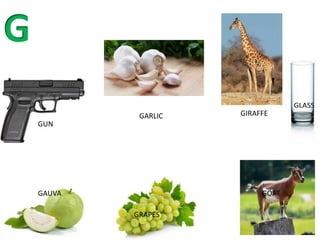 GUN
GARLIC GIRAFFE
GRAPES
GOAT
GAUVA
 
