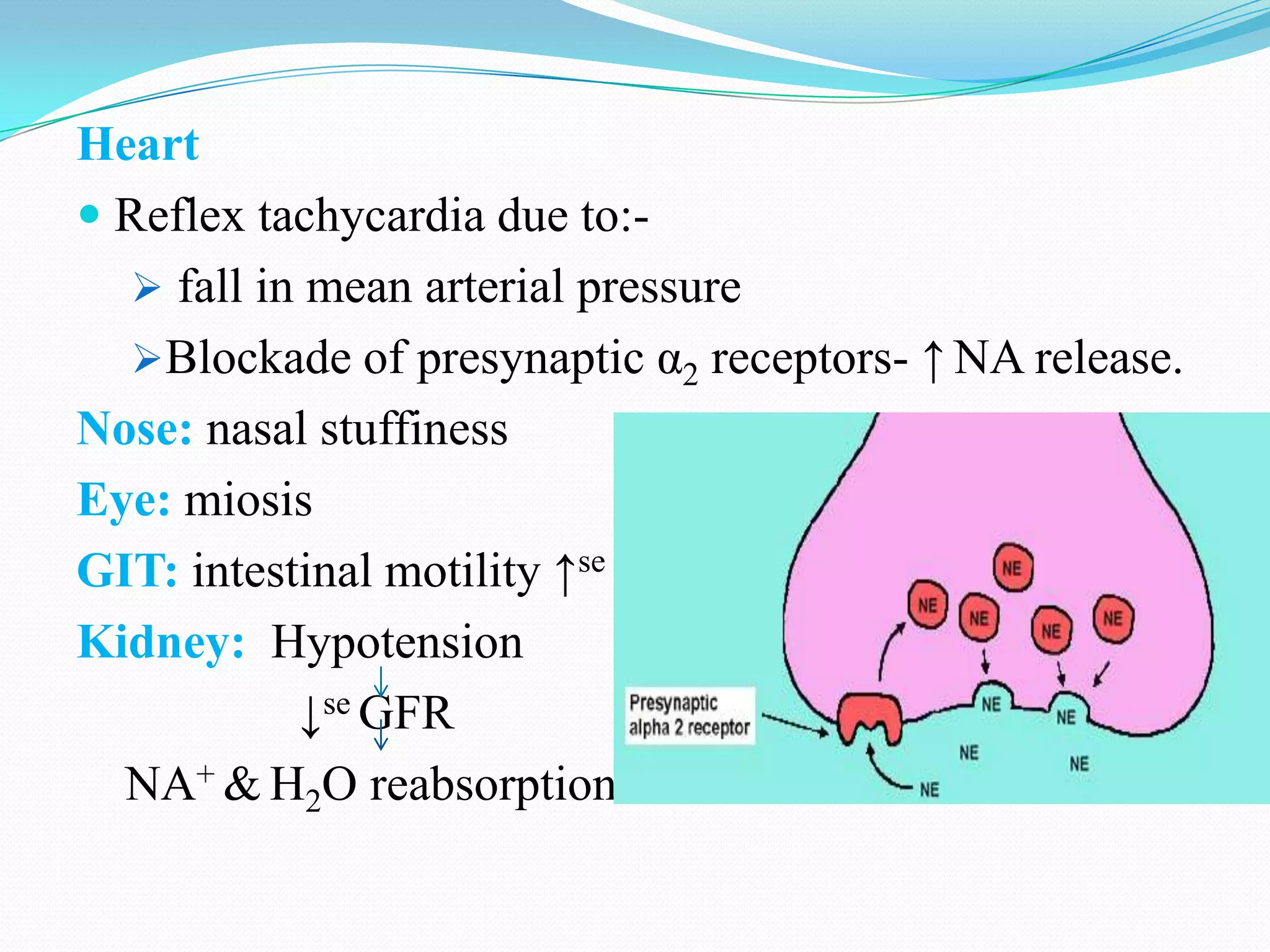 Heart
 Reflex tachycardia due to: fall in mean arterial pressure
Blockade of presynaptic α2 receptors- ↑ NA release.
Nose: nasal stuffiness
Eye: miosis
GIT: intestinal motility ↑se
Kidney: Hypotension
↓se GFR
NA+ & H2O reabsorption

 