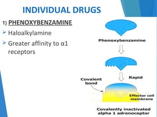 INDIVIDUAL DRUGS
1) PHENOXYBENZAMINE
 Haloalkylamine
 Greater affinity to α1
receptors
 