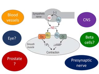 Eye?
Prostate
?
CNS
Beta
cells?
Presynaptic
nerve
Blood
vessels
 