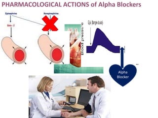 PHARMACOLOGICAL ACTIONS of Alpha Blockers
Alpha
Blocker
 