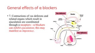 General effects of α blockers
• 7. Contractions of vas deferens and
related organs which result in
ejaculation are coordinated
through α receptors—α blockers
can inhibit ejaculation; this may
manifest as impotence.
 