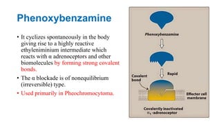 Phenoxybenzamine
• It cyclizes spontaneously in the body
giving rise to a highly reactive
ethyleniminium intermediate which
reacts with α adrenoceptors and other
biomolecules by forming strong covalent
bonds.
• The α blockade is of nonequilibrium
(irreversible) type.
• Used primarily in Pheochromocytoma.
 