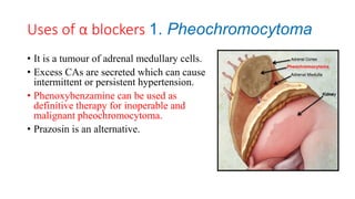 Uses of α blockers 1. Pheochromocytoma
• It is a tumour of adrenal medullary cells.
• Excess CAs are secreted which can cause
intermittent or persistent hypertension.
• Phenoxybenzamine can be used as
definitive therapy for inoperable and
malignant pheochromocytoma.
• Prazosin is an alternative.
 