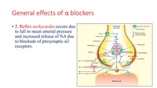 General effects of α blockers
• 2. Reflex tachycardia occurs due
to fall in mean arterial pressure
and increased release of NA due
to blockade of presynaptic α2
receptors.
 