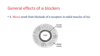 General effects of α blockers
• 4. Miosis result from blockade of α receptors in radial muscles of iris.
 