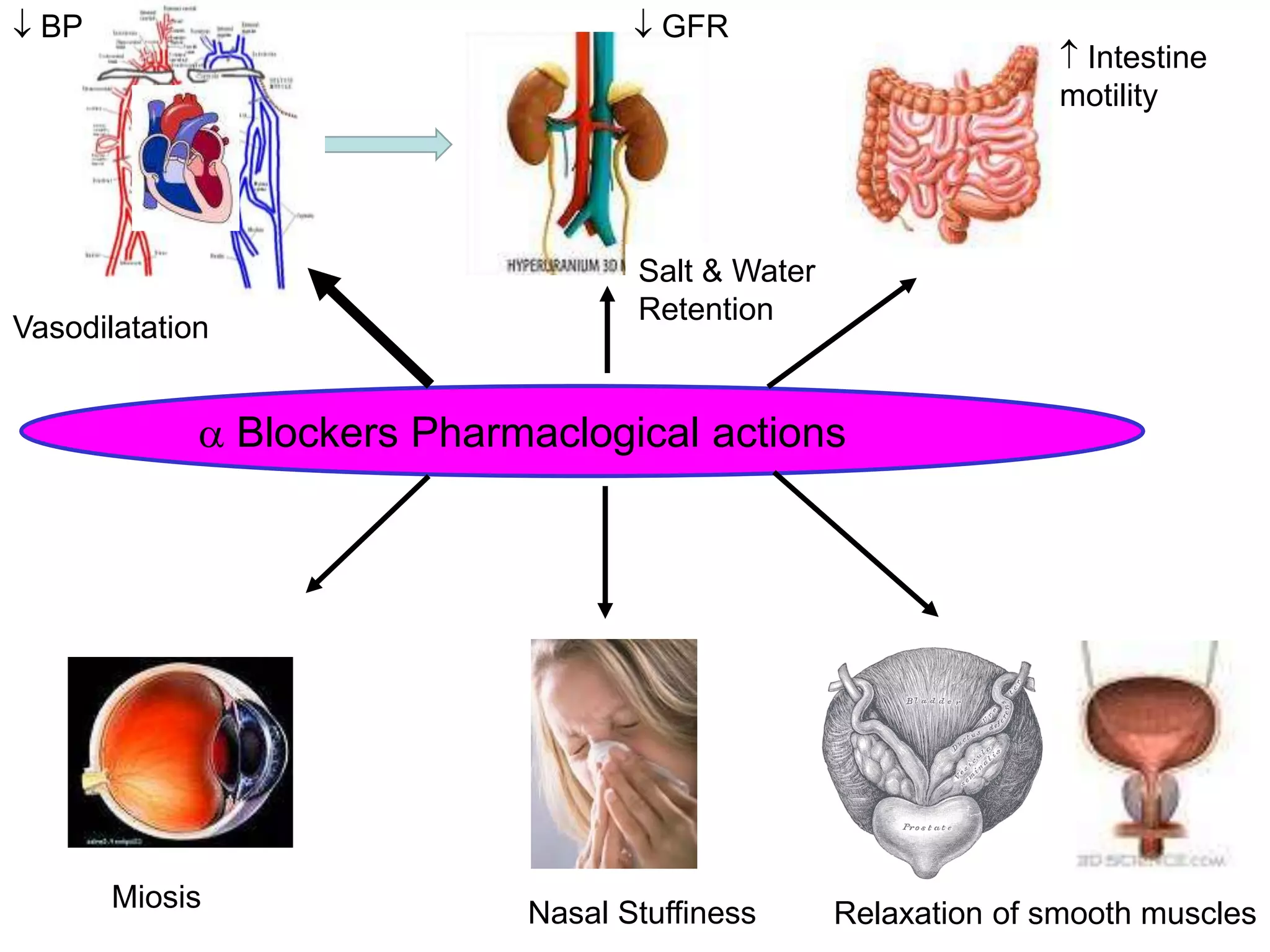 Alpha blockers | PPT