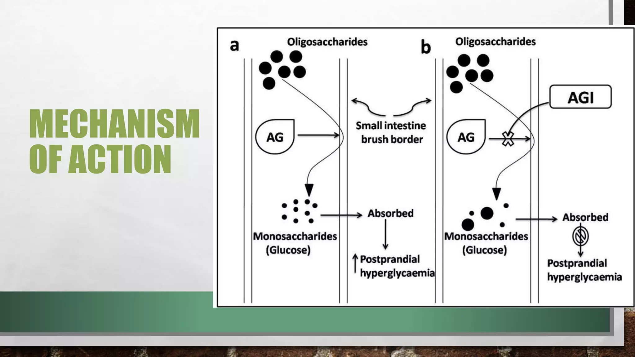 MECHANISM
OF ACTION