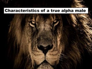 Characteristics of a true alpha male
 