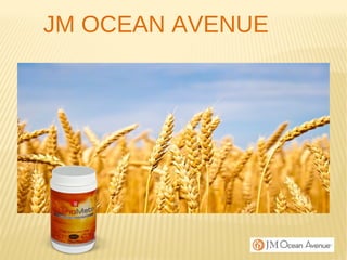 JM OCEAN AVENUE
 