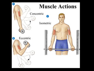 Muscle Actions
Concentric
Eccentric
Isometric
 