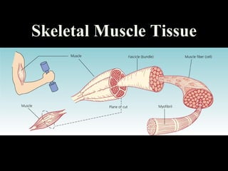 Skeletal Muscle Tissue
 