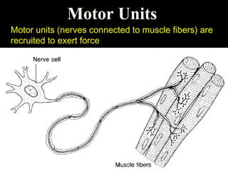 Motor Units
Motor units (nerves connected to muscle fibers) are
recruited to exert force
 