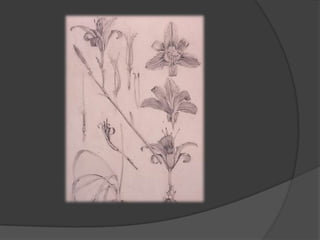 PUBLICADO EN 1902 MUCHAColección de 72 láminas de dibujo a lápiz y puso de relieve con pigmento blanco que presenta las muestras y patrones en el nuevo estilo para los diseñadores en el campo de las artes y la artesanía.