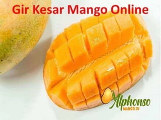 Alphonso Mango