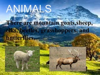 ANIMALS
There are mountain goats,sheep,
elks, beetles, grasshoppers, and
butterflies.
 