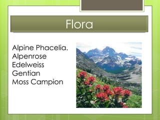 Flora
Alpine Phacelia.
Alpenrose
Edelweiss
Gentian
Moss Campion