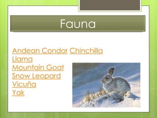 Fauna
Andean Condor Chinchillalpaca
Llama
Mountain Goat
Snow Leopard
Vicuña
Yak