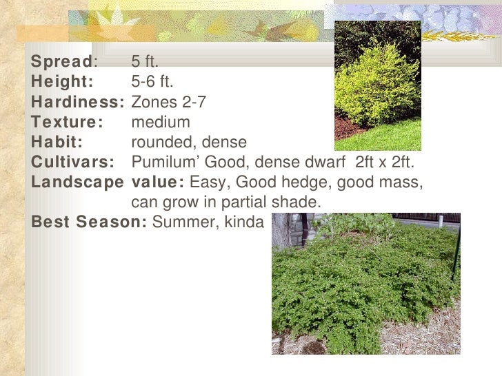 Alpine Currant Show