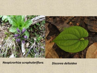 Discorea deltoideaNeopicrorhiza scrophulariflora,
 